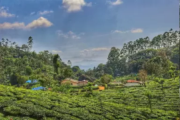 Chinnakanal Waterfalls triphills.com