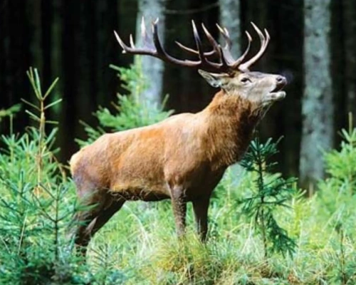 Dachigam Wildlife Sanctuary