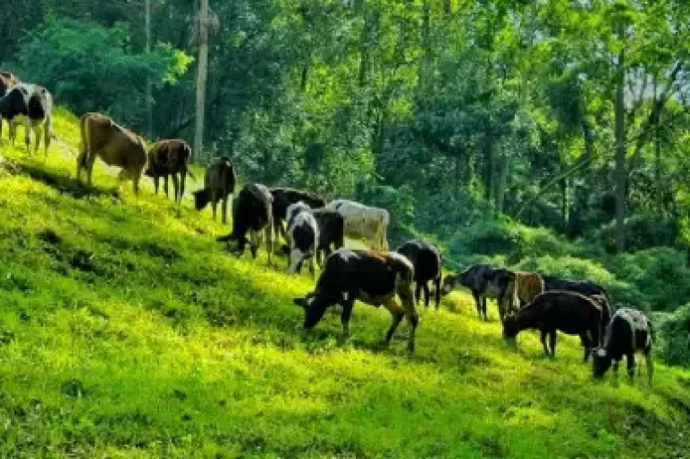 Indo-Swiss Project Dairy Farm Triphills.com