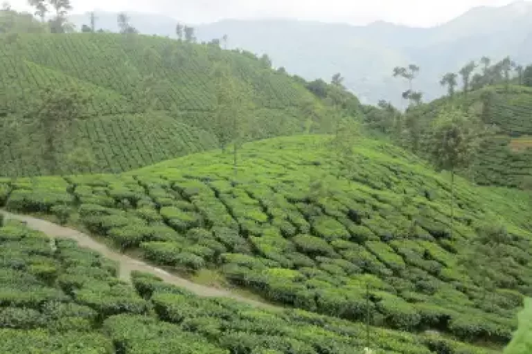 Thrissanku Hills Triphills.com