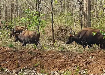 Melghat Tiger Reserve triphills.com