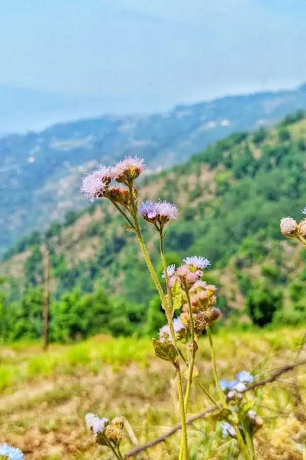 Champawat