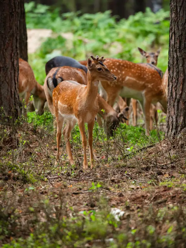 Jim Corbett National Park
