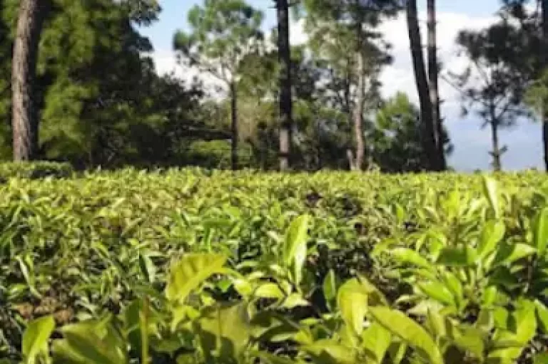 Kausani Tea Estate Triphills.com