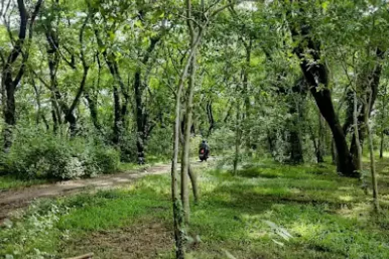 Periyar Forest Triphills.com