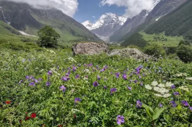 Valley of Flower Triphills.com