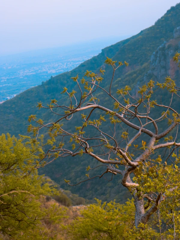 Landour