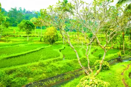 ooty triphills.com