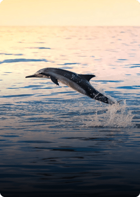 Dolphin Watching