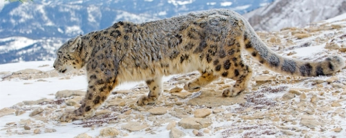 Snow Leopard Trek — Rumbak